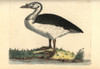 Knob-Billed Or Comb Duck  Sarkidiornis Melanotos Poster Print By ® Florilegius / Mary Evans - Item # VARMEL10940637