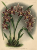 Tigrinum Variety Of Odontoglossum Adrianae Hybrid Orchid Poster Print By ® Florilegius / Mary Evans - Item # VARMEL10939361