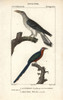 Channel-Billed Cuckoo And Chestnut-Breasted Malkoha Poster Print By ® Florilegius / Mary Evans - Item # VARMEL10939000