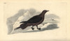 Parasitic Jaeger  Stercorarius Parasiticus Poster Print By ® Florilegius / Mary Evans - Item # VARMEL10936354