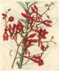 Scarlet Renanthera Orchid  Renanthera Coccinea Poster Print By ® Florilegius / Mary Evans - Item # VARMEL10934955