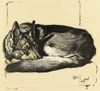 Illustration By Cecil Aldin  Alsatian Curled Up Poster Print By Mary Evans Picture Library - Item # VARMEL10980838