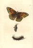 Silver-Washed Fritillary  Argynnis Paphia Poster Print By ® Florilegius / Mary Evans - Item # VARMEL10940780