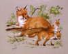 A Family Of Foxes Poster Print By Malcolm Greensmith ® Adrian Bradbury/Mary Evans - Item # VARMEL10271163