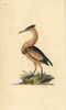 Little Bittern  Ixobrychus Minutus Poster Print By ® Florilegius / Mary Evans - Item # VARMEL10936366