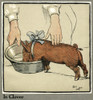 Hungry Peter As A Growing Piglet Drinking From A Bowl Poster Print By Mary Evans Picture Library - Item # VARMEL10644876