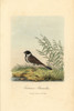Reed Bunting  Emberiza Schoeniclus Poster Print By ® Florilegius / Mary Evans - Item # VARMEL10937321