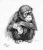 Illustration By Cecil Aldin  The Chimpanzee Poster Print By Mary Evans Picture Library - Item # VARMEL10956846