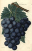 Bunch Of Grapes And Vine Leaf Of The Blackà Poster Print By ® Florilegius / Mary Evans - Item # VARMEL10939384