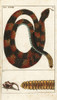 Timber Rattlesnake  Crotalus Horridus Poster Print By ® Florilegius / Mary Evans - Item # VARMEL10941752