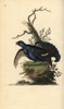 Black Grouse  Tetrao Tetrix Poster Print By ® Florilegius / Mary Evans - Item # VARMEL10936409