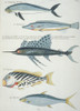 Colourful Illustration Of Five Fish Poster Print By Mary Evans / Natural History Museum - Item # VARMEL10708246