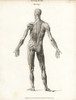 Anatomy Of Human Musculature Poster Print By ® Florilegius / Mary Evans - Item # VARMEL10935390
