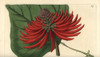 Erythrina Speciosa Poster Print By ® Florilegius / Mary Evans - Item # VARMEL10940112