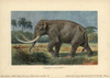 Elephas Imperator  An Extinct Giant Mammothà Poster Print By ® Florilegius / Mary Evans - Item # VARMEL10937709