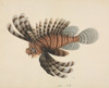 Pterois Volitans  Red Lionfish Poster Print By Mary Evans / Natural History Museum - Item # VARMEL10707299