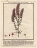 Herb Hyssop  Hyssopus Officinalis Poster Print By ® Florilegius / Mary Evans - Item # VARMEL10935844