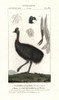 Southern Cassowary  Casuarius Casuarius Vulnerableà Poster Print By ® Florilegius / Mary Evans - Item # VARMEL10936145