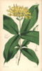 Large Yellow-Flowered Aegiphila  Aegiphila Grandiflora Poster Print By ® Florilegius / Mary Evans - Item # VARMEL10935044
