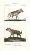 Striped Hyena  Hyaena Hyaena  And Spotted Hyenaà Poster Print By ® Florilegius / Mary Evans - Item # VARMEL10936095