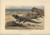 Hatteria Or Tuatara  A Living-Fossil Reptileà Poster Print By ® Florilegius / Mary Evans - Item # VARMEL10937701