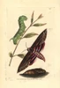 Privet Hawk Moth  Sphinx Ligustri Poster Print By ® Florilegius / Mary Evans - Item # VARMEL10940659