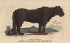 Black Leopard Or Black Jaguar  Panthera Pardus Poster Print By ® Florilegius / Mary Evans - Item # VARMEL10941027