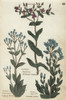 Centaury  Yellow-Wort And Autumnal Gentian Poster Print By ® Florilegius / Mary Evans - Item # VARMEL10935968