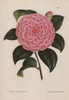 Pink Hybrid Camellia  Bertha Giglioli  Thea Japonica Poster Print By ® Florilegius / Mary Evans - Item # VARMEL10938664