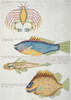 Colourful Illustration Of Three Fish And A Crabs Poster Print By Mary Evans / Natural History Museum - Item # VARMEL10708303