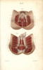 Circulatory System To The Genitals Poster Print By ® Florilegius / Mary Evans - Item # VARMEL10939622