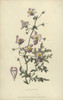 Poor Man'S Orchid  Schizanthus Porrigens Poster Print By ® Florilegius / Mary Evans - Item # VARMEL10936744