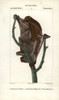 Sunda Flying Lemur  Galeopterus Variegatus Poster Print By ® Florilegius / Mary Evans - Item # VARMEL10939078