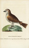 White Throated Sparrow  Zonotrichia Albicollis Poster Print By ® Florilegius / Mary Evans - Item # VARMEL10937973