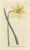 Peerless Daffodil  Narcissus Incomparabilis Poster Print By ® Florilegius / Mary Evans - Item # VARMEL10934837 Peerless Daffodil  Narcissus Incomparabilis Poster Print By ® Florilegius / Mary Evans - Item # VARMEL10934837