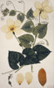 Momordica Cochinchinensis  Chinese Bitter Melon Poster Print By Mary Evans / Natural History Museum - Item # VARMEL10712862