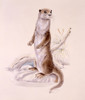 Otter Standing On Hind Legs Poster Print By Malcolm Greensmith ® Adrian Bradbury/Mary Evans - Item # VARMEL10271166
