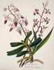 Aerides Iindleyanum  Rock Orchid Poster Print By Mary Evans / Natural History Museum - Item # VARMEL10710488