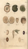 Seeds And Their Parts: Garden Bean 1-5  Figà Poster Print By ® Florilegius / Mary Evans - Item # VARMEL10936060