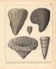 Fossils Of Extinct Spongites Species Poster Print By ® Florilegius / Mary Evans - Item # VARMEL10941119