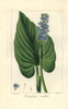 Pickerel Weed  Pontederia Cordata Poster Print By ® Florilegius / Mary Evans - Item # VARMEL10934637
