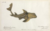 Bulldog Shark Illustration Poster Print By Mary Evans / Natural History Museum - Item # VARMEL10716311