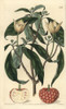 Himalayan Strawberry Tree  Cornus Capitata Poster Print By ® Florilegius / Mary Evans - Item # VARMEL10940082