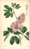 Mr Harris' Calliandra  Calliandra Harrisii Poster Print By ® Florilegius / Mary Evans - Item # VARMEL10935052