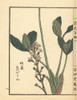 Mitsugashiwa Or Bogbean  Menyanthes Trifoliata Poster Print By ® Florilegius / Mary Evans - Item # VARMEL10938759