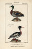 Mallard Duck  Anas Platyrhynchos  And Red-Breastedà Poster Print By ® Florilegius / Mary Evans - Item # VARMEL10938910