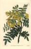 Chilian Mayu Or Mayo Tree  Edwardsia Chilensis Poster Print By ® Florilegius / Mary Evans - Item # VARMEL10935321