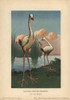 Leguat'S Giant  Leguatia Gigantea  Extinctà Poster Print By ® Florilegius / Mary Evans - Item # VARMEL10937773