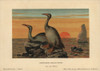 Hesperornis Regalis  Extinct Genus Of Flightlessà Poster Print By ® Florilegius / Mary Evans - Item # VARMEL10937752