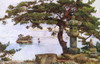 Pine Tree At Matsushima  Japan Poster Print By Mary Evans / Grenville Collins Postcard Collection - Item # VARMEL10957656